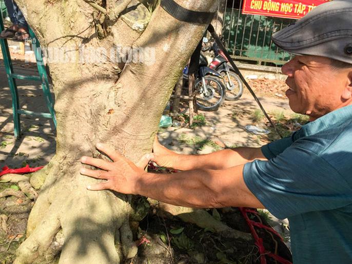 Phát mê với “cụ” mai trăm tuổi giá 3 tỉ đồng - 4