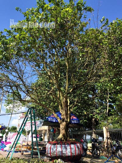 Phát mê với “cụ” mai trăm tuổi giá 3 tỉ đồng - 5