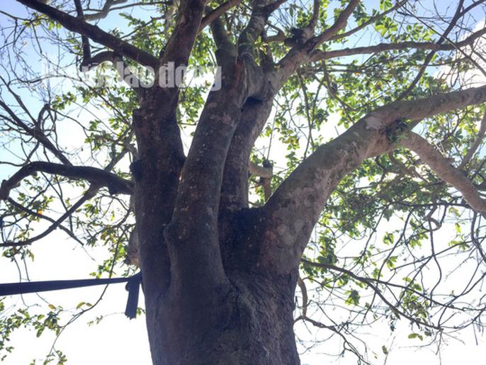 Phát mê với “cụ” mai trăm tuổi giá 3 tỉ đồng - 6