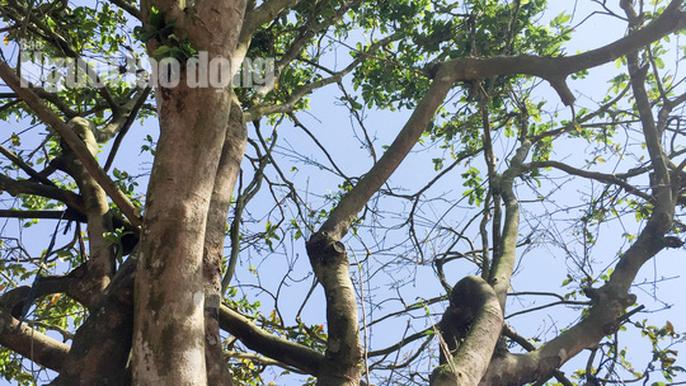 Phát mê với “cụ” mai trăm tuổi giá 3 tỉ đồng - 7