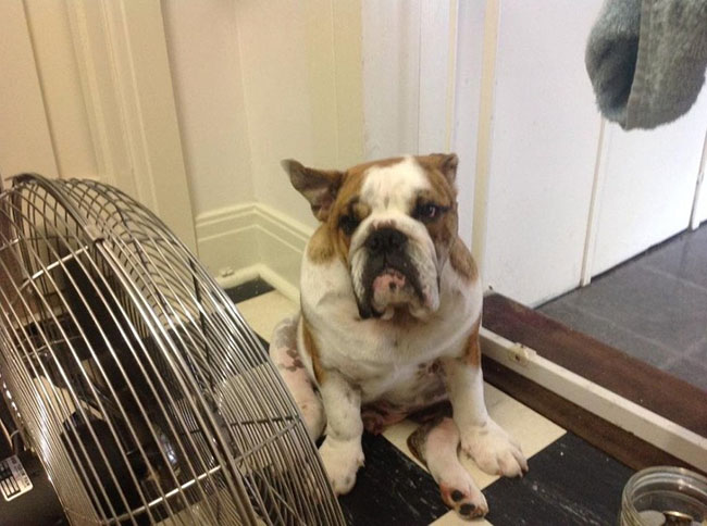 Du khách cười mệt vì những điều hài hước chỉ có ở xứ sở kangaroo - 3