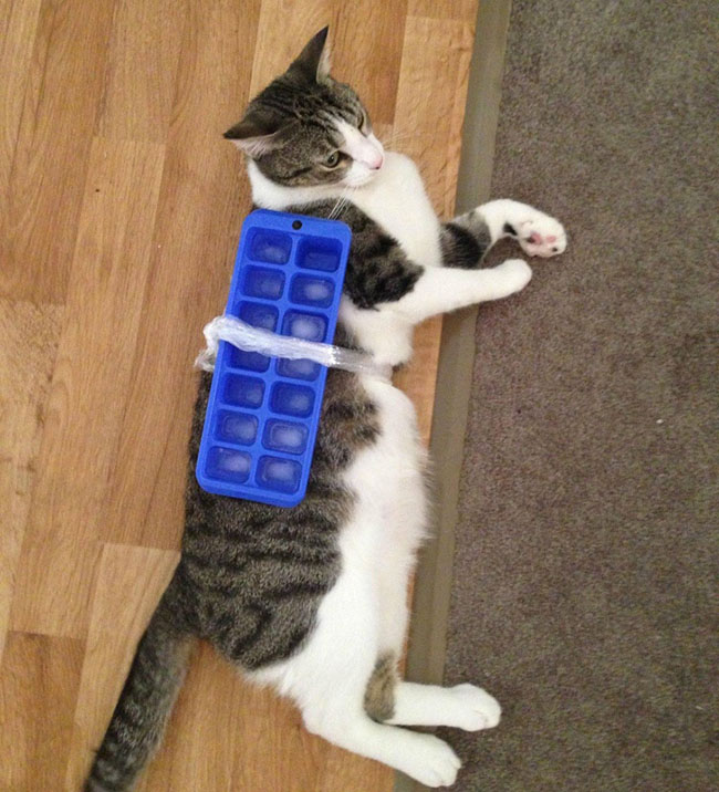 Du khách cười mệt vì những điều hài hước chỉ có ở xứ sở kangaroo - 4