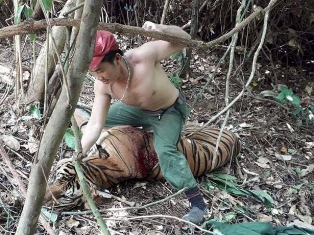 Thế giới - Băng nhóm chuyên săn hổ khắp Đông Nam Á bán về Việt Nam