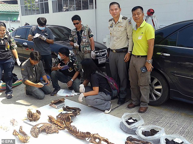 Băng nhóm chuyên săn hổ khắp Đông Nam Á bán về Việt Nam - 2