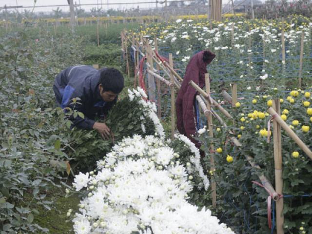 Thị trường - Tiêu dùng - Cận Tết hoa tươi rớt giá, dân Tây Tựu như "ngồi trên lửa"