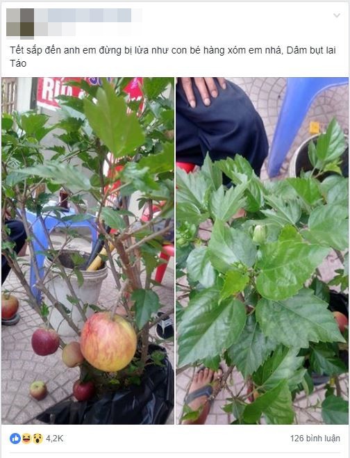 Cú lừa thế kỷ: Mua táo bonsai chưng Tết éo le lại nở ra hoa dâm bụt - 1