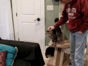Kinh doanh - Tranh cãi nhà giàu chi gần 35 triệu thuê căn hộ... cho mèo ở