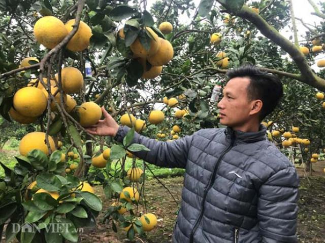 Thị trường - Tiêu dùng - Đặc sản Tết: Dân Thủ đô trúng lớn nhờ "đệ nhất bưởi"