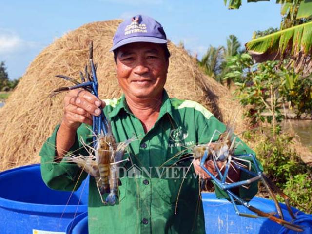 Thị trường - Tiêu dùng - Cận Tết, nông dân đất Mũi phấn khởi thu hoạch “con tôm ôm gốc lúa”