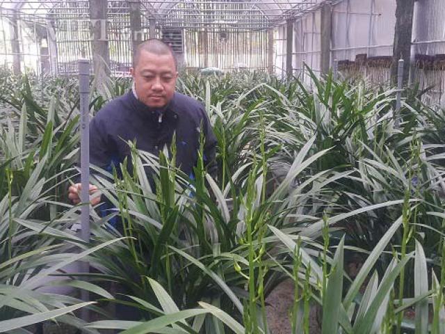 Thị trường - Tiêu dùng - Tết "ấm" nhờ cả năm "ủ mưu" trồng địa lan cho đại gia chơi Tết