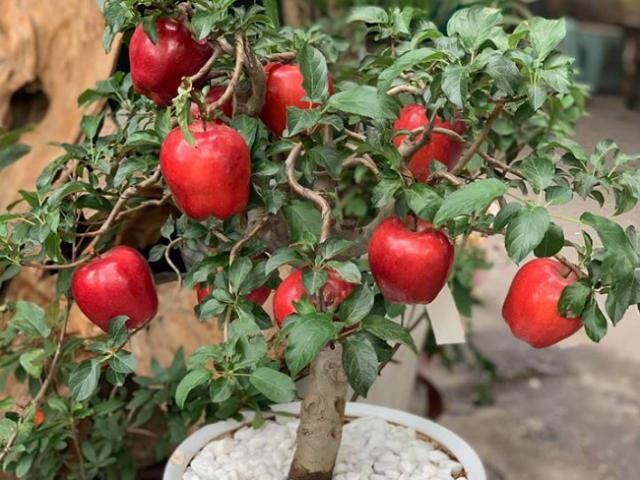 Thị trường - Tiêu dùng - Sợ bị lừa mua táo ghép dâm bụt, dân Việt bỏ vài triệu mua hẳn táo "xịn" về trưng Tết