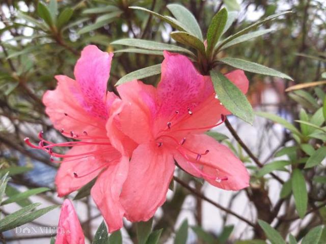 Thị trường - Tiêu dùng - Đỗ quyên bonsai "hàng độc" chưng Tết giá gần tỷ "trình làng" Thủ đô