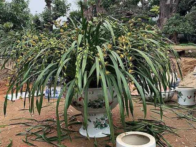 Thị trường - Tiêu dùng - "Đại gia" chi cả trăm triệu mua cây dáng lạ về chơi Tết