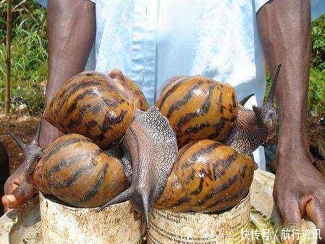 Ẩm thực - 3 món ăn siêu kinh dị chỉ có ở châu Phi