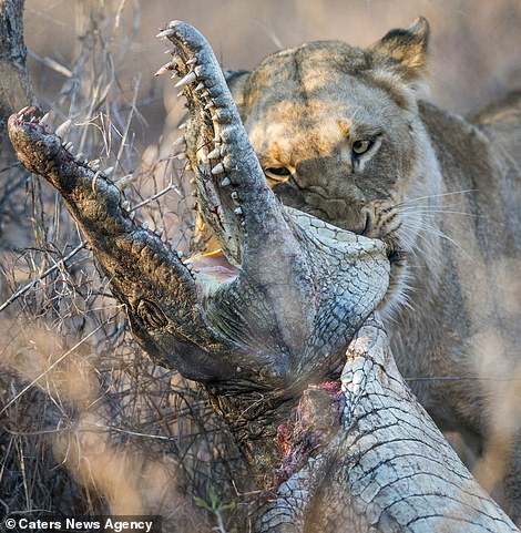 Cận cảnh sư tử xé xác, ăn tươi nuốt sống cá sấu ở Nam Phi - 1