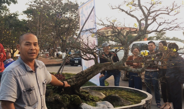 Cây Hoàng Mai thế “bạt phong hồi đầu” được phát giá 5 tỷ - 1