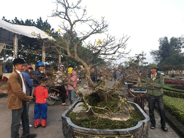 Cây Hoàng Mai thế “bạt phong hồi đầu” được phát giá 5 tỷ - 2