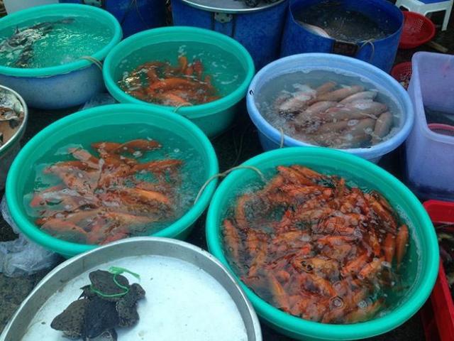 Thị trường - Tiêu dùng - Nhà giàu Sài Gòn "chịu chơi" mua cá chép Koi tiễn ông Táo