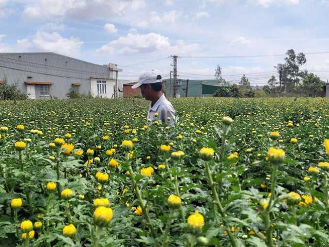 Thị trường - Tiêu dùng - Gia Lai trúng đậm mùa cúc pha lê, chưa đến tết đã hết nhẵn