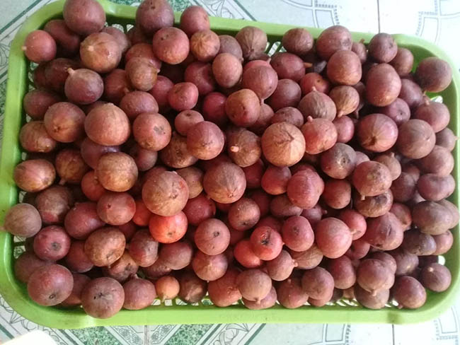 Cách làm mứt sung dẻo bùi nhâm nhi ngày Tết - 1