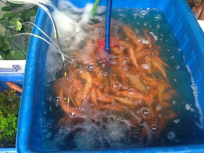 Nhà giàu Sài Gòn &#34;chịu chơi&#34; mua cá chép Koi tiễn ông Táo - 3