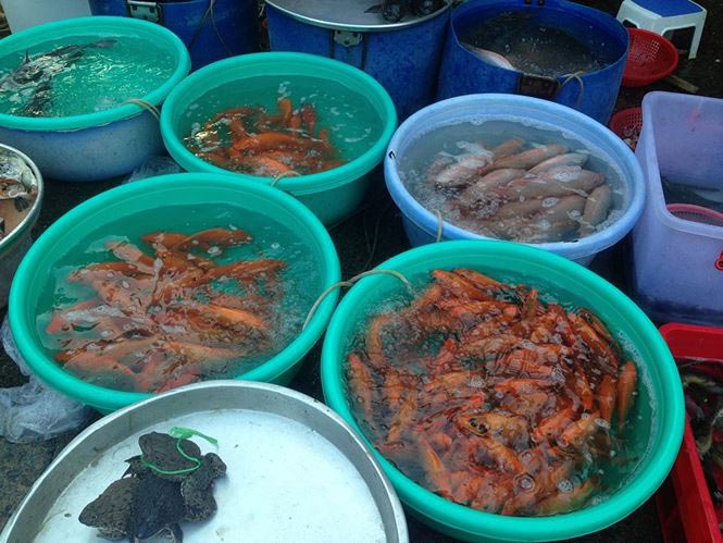 Nhà giàu Sài Gòn &#34;chịu chơi&#34; mua cá chép Koi tiễn ông Táo - 9