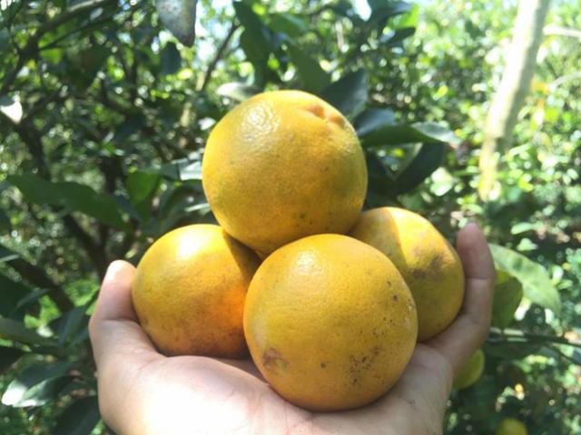 Thị trường - Tiêu dùng - Đã mắt ngắm quýt vàng trĩu quả ở "nhà vườn" lớn nhất miền Bắc