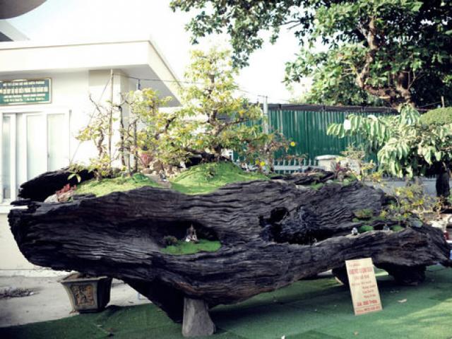 Thị trường - Tiêu dùng - Cụ cây "Động mộc nghênh xuân" giá tiền tỉ, chỉ bán cho người có duyên