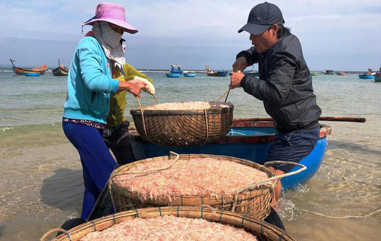 Cận Tết, ngư dân Quảng Ngãi trúng đậm mùa ruốc - 2