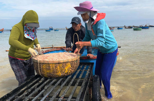 Cận Tết, ngư dân Quảng Ngãi trúng đậm mùa ruốc - 4