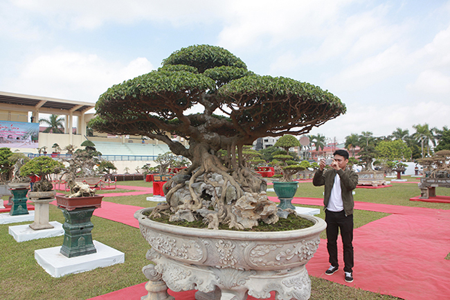 Xuất hiện tại triển lãm sinh vật cảnh huyện Đông Anh (Hà Nội), hai cây sanh có hình dáng như một chiếc đĩa bay khiến khách thăm quan, giới chơi cây thích thú