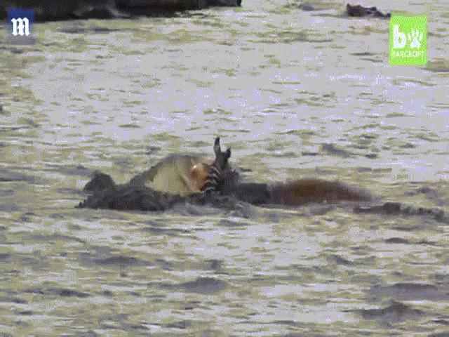 Thế giới - Video: 40 cá sấu khát máu nghiền nát 300 ngựa vằn vượt sông