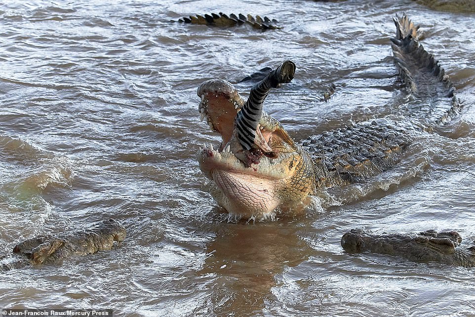 Video: 40 cá sấu khát máu nghiền nát 300 ngựa vằn vượt sông - 2