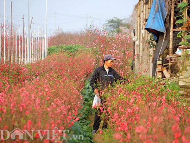 Thị trường - Tiêu dùng - Nắng đột ngột, đào nở bung: Chủ vườn hoa Nhật Tân than "móm nặng"
