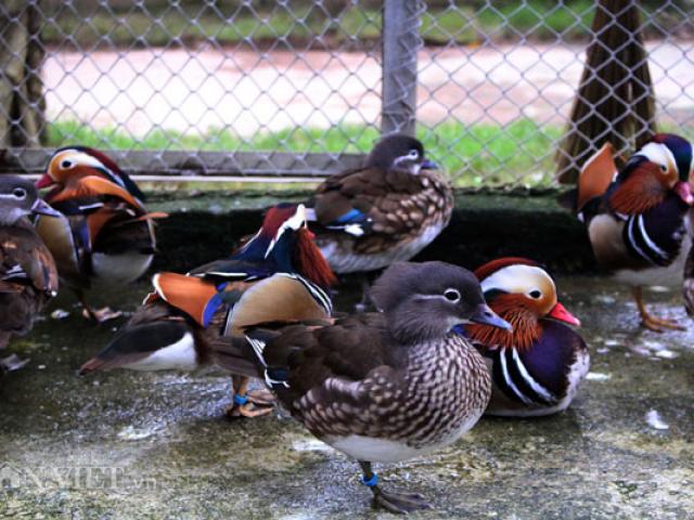 Thị trường - Tiêu dùng - "Săn" thiên nga, vịt uyên ương, trĩ 7 màu về làm thú cưng chơi Tết