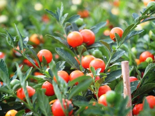 Thị trường - Tiêu dùng - Bình Định: Ớt ra quả tròn như viên bi "lạ mắt", lung linh sắc màu