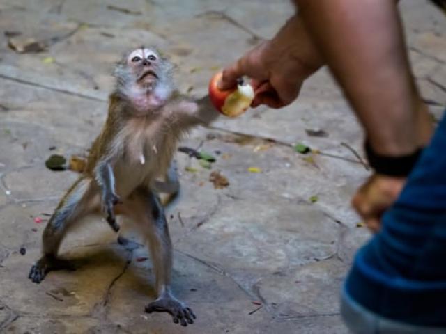 Thế giới - Malaysia: "Băng nhóm" khỉ kéo vào thành phố trộm thức ăn, rượt đuổi người