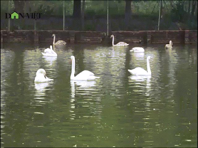 Thị trường - Tiêu dùng - Clip: Thiên nga nhập ngoại giá hàng chục triệu phục vụ đại gia Việt