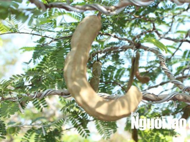 Thị trường - Tiêu dùng - Ngắm “cụ me” 100 tuổi, giá hàng chục triệu đồng