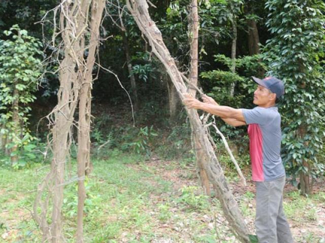 Thị trường - Tiêu dùng - "Vàng đen" ngon nức tiếng giờ khiến dân "vàng mắt"