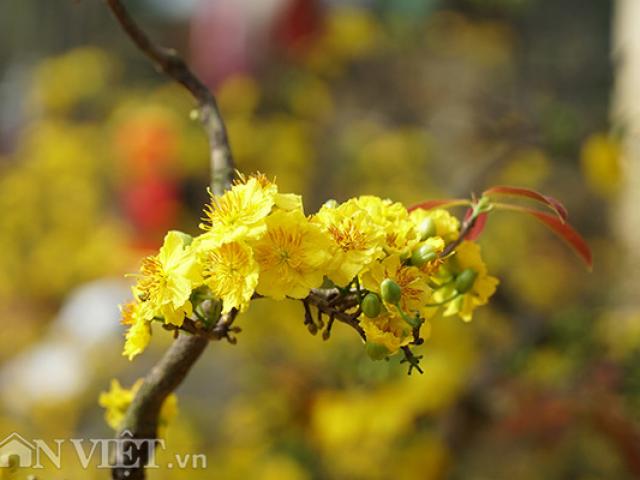 Thị trường - Tiêu dùng - Hoa mai Bình Định giá trăm triệu "đổ bộ" Hà Nội cạnh tranh đào thế