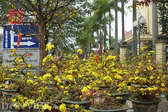Hoa mai Bình Định giá trăm triệu &#34;đổ bộ&#34; Hà Nội cạnh tranh đào thế - 1