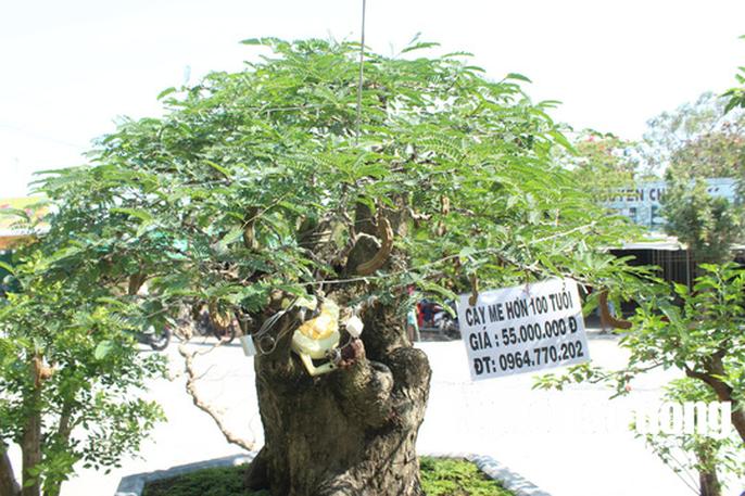 Ngắm “cụ me” 100 tuổi, giá hàng chục triệu đồng - 2