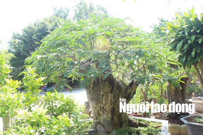 Ngắm “cụ me” 100 tuổi, giá hàng chục triệu đồng - 3