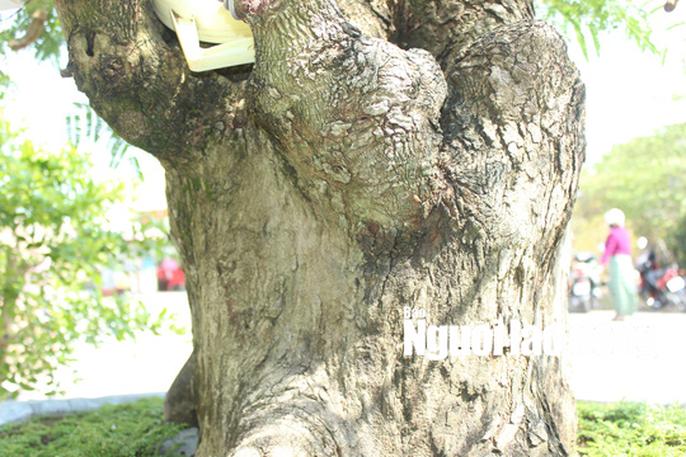 Ngắm “cụ me” 100 tuổi, giá hàng chục triệu đồng - 4