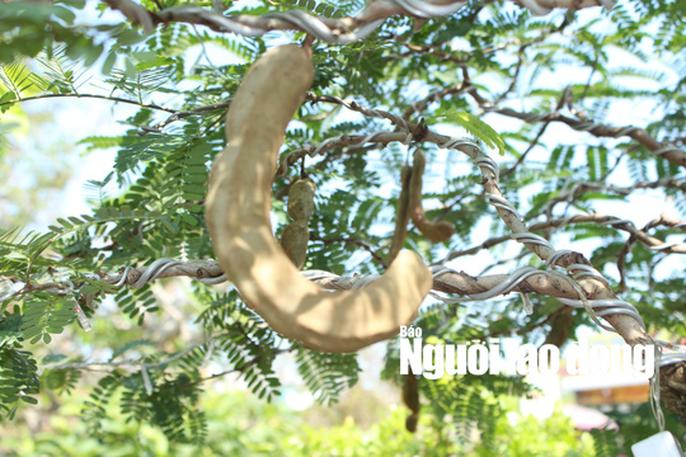 Ngắm “cụ me” 100 tuổi, giá hàng chục triệu đồng - 5