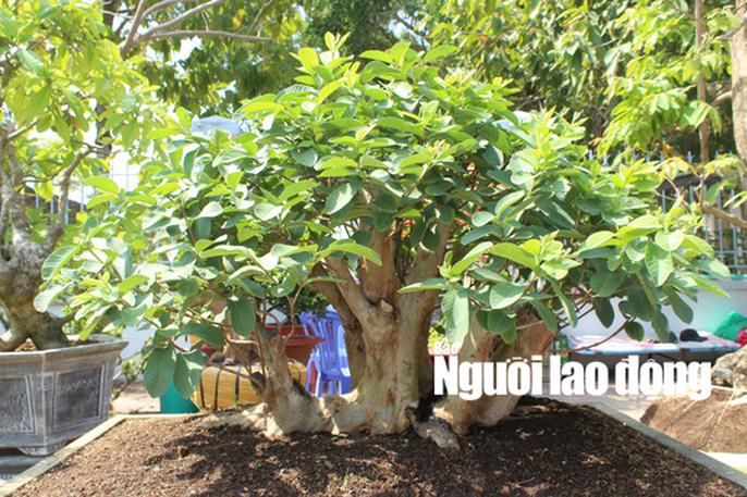 Ngắm “cụ me” 100 tuổi, giá hàng chục triệu đồng - 6