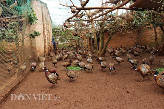Phát thèm: Nuôi chim trĩ bán Tết, tháng cuối năm bỏ túi 70 triệu - 1