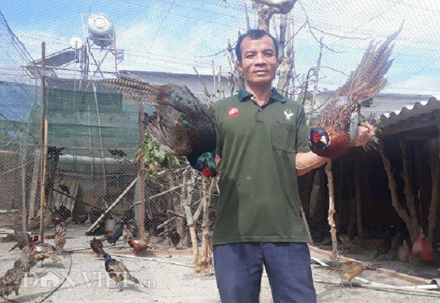 Phát thèm: Nuôi chim trĩ bán Tết, tháng cuối năm bỏ túi 70 triệu - 2