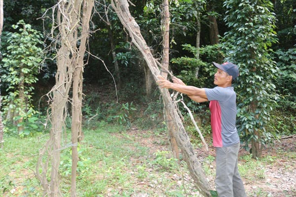 "Vàng đen" ngon nức tiếng giờ khiến dân "vàng mắt" - 2